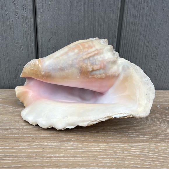 Large Conch Seashell - Picture 6 of 11